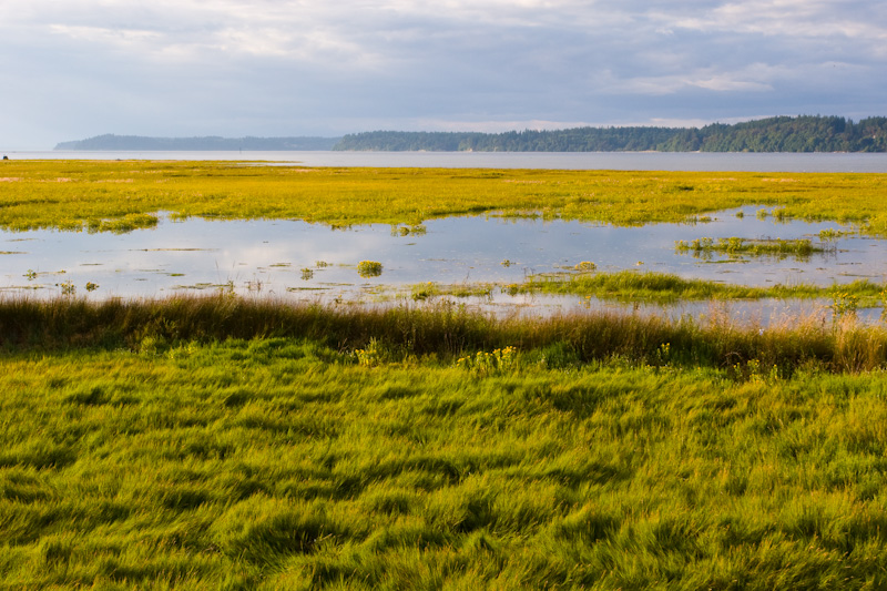 The Nisqually River Delta